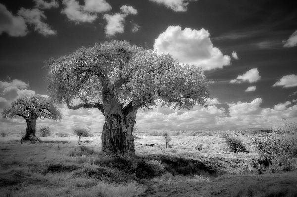 Sederquist, Betty 아티스트의 Africa-Tanzania Ancient baobab trees-dot the landscape in this infrared view작품입니다.
